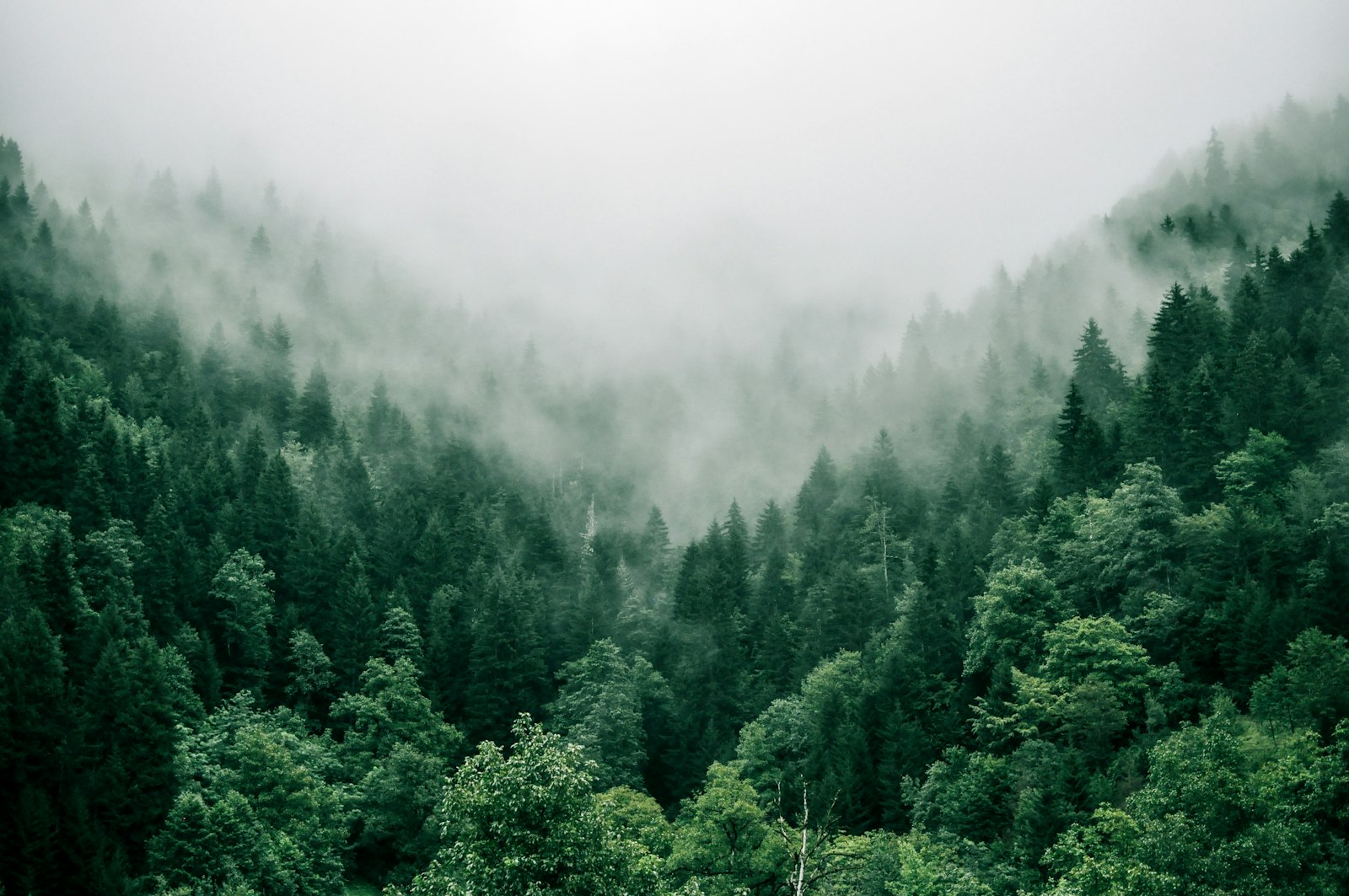 Mist settling over a dense evergreen forest