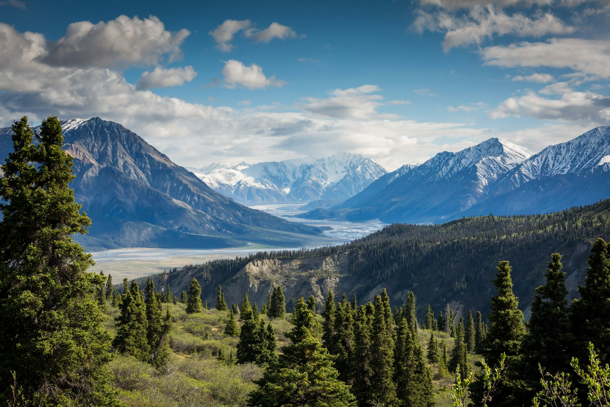 Conifer forest in a mountain valley