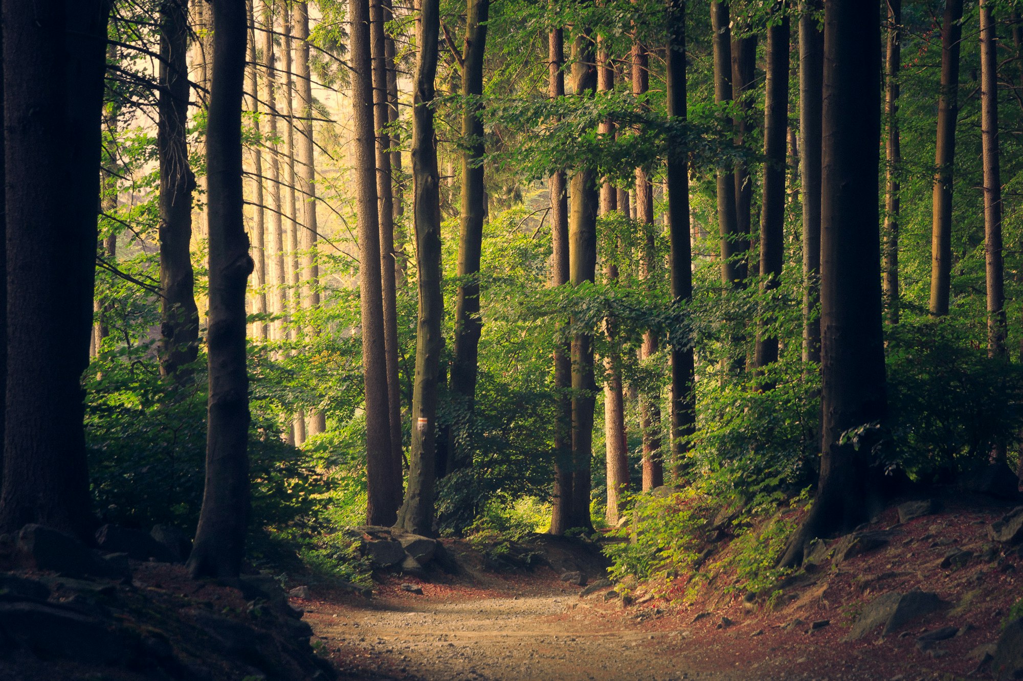 Sunlit forest path through tall trees