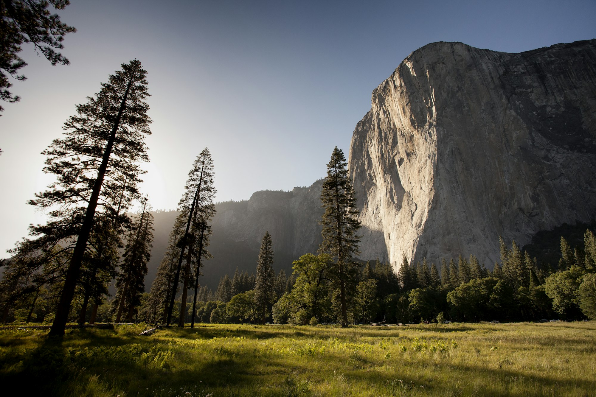 Tall pines in a western mountain landscape