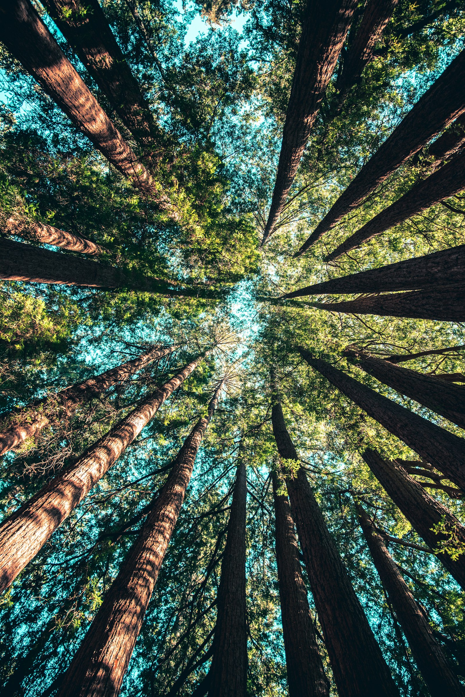 Looking up through a stand of tall conifers
