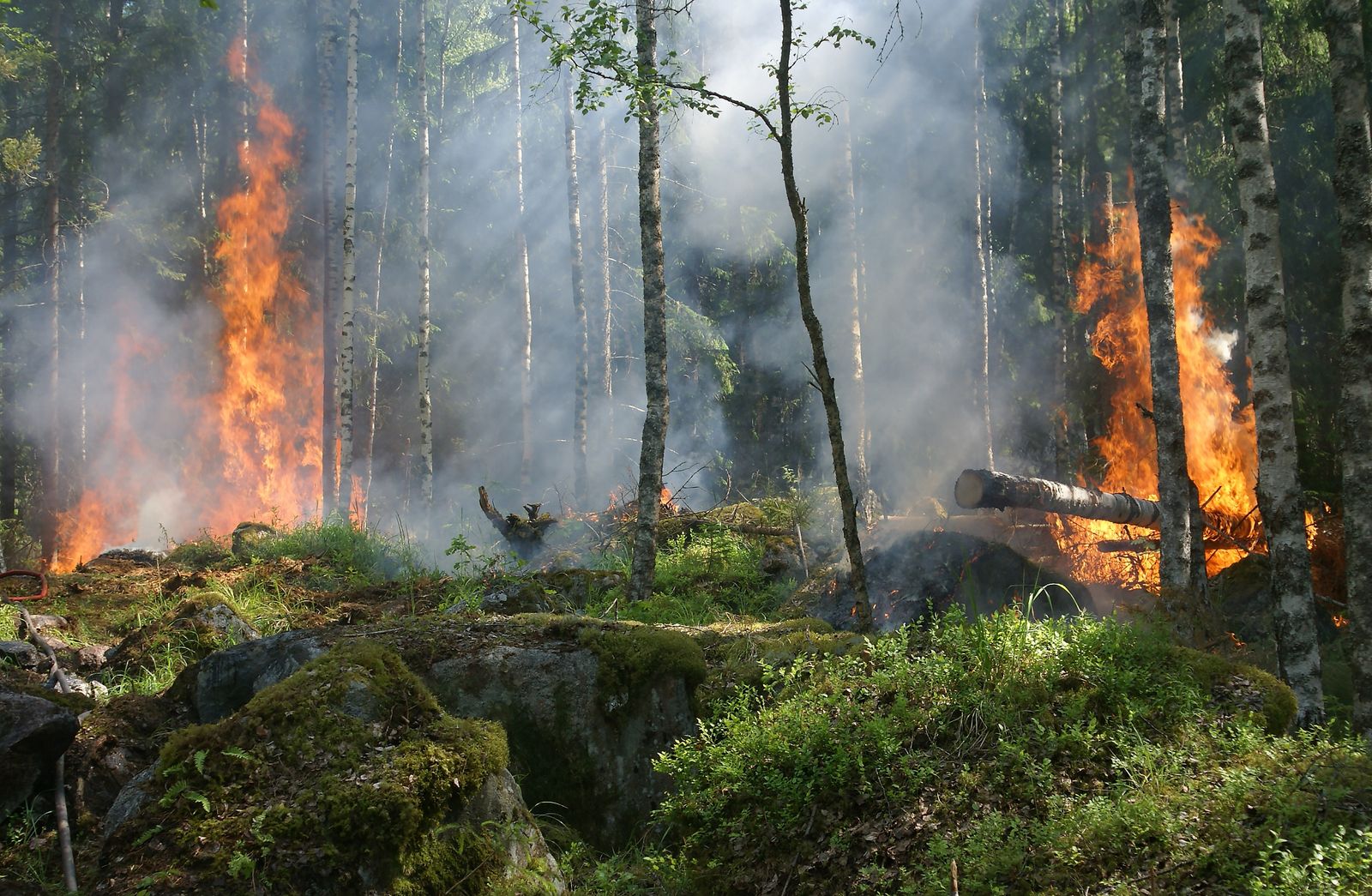 Flames and smoke moving through a forest